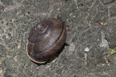 Helminthoglypta diabloensis