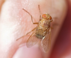 Ormia ochracea
