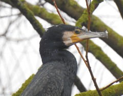 Phalacrocorax carbo