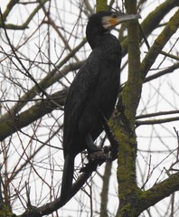Phalacrocorax carbo