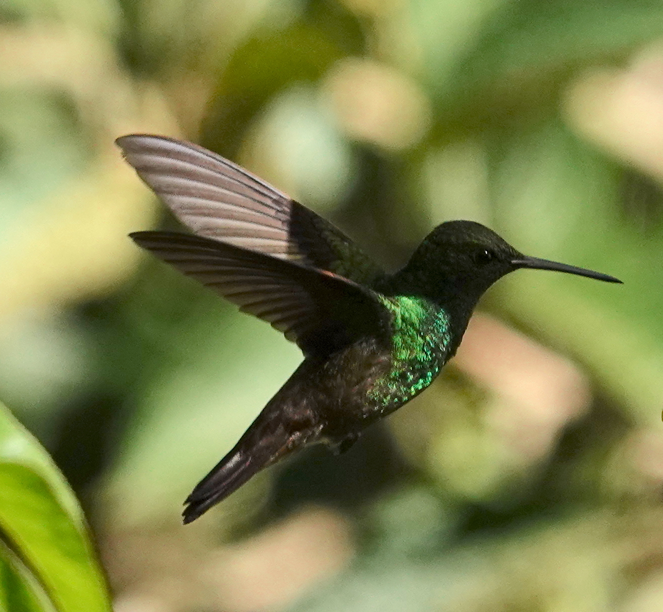 Green-bellied Hummingbird (Saucerottia viridigaster), photo 4
