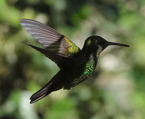 Green-bellied Hummingbird (Saucerottia viridigaster), photo 8