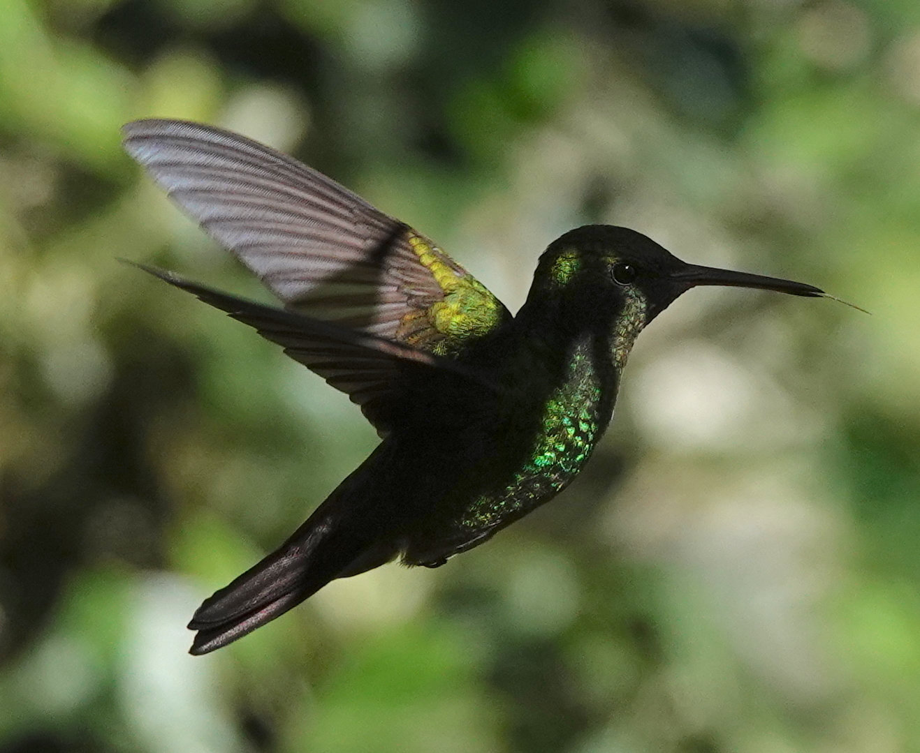 Green-bellied Hummingbird (Saucerottia viridigaster), photo 10