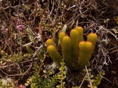 Phlegmariurus hystrix