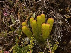 Phlegmariurus hystrix