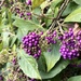 Japanese Beautyberry - Photo (c) JODY HSIEH, some rights reserved (CC BY-NC), uploaded by JODY HSIEH