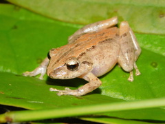 Pristimantis paisa