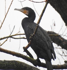 Phalacrocorax carbo