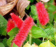 Acalypha herzogiana