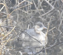 Tachybaptus ruficollis