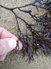 Ahnfeltiopsis linearis