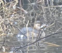 Tachybaptus ruficollis