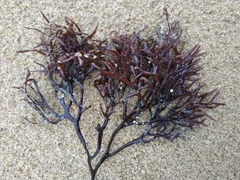 Ahnfeltiopsis linearis