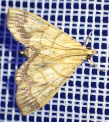 Cryptosara caritalis
