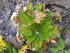 Selaginella pallescens
