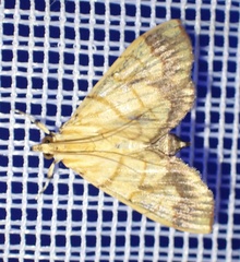 Cryptosara caritalis