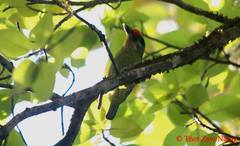 Psilopogon franklinii