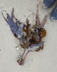 Laminaria digitata