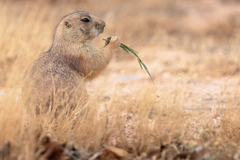 Cynomys ludovicianus