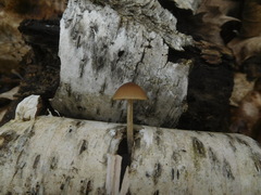 Psathyrella pseudovernalis