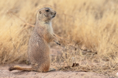 Cynomys ludovicianus