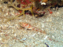 Vanneaugobius dollfusi