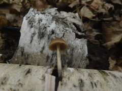 Psathyrella pseudovernalis