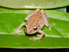 Pristimantis paisa