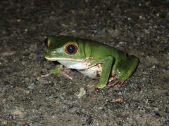 Phyllomedusa trinitatis