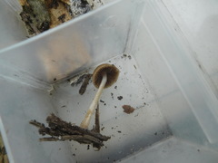 Psathyrella pseudovernalis