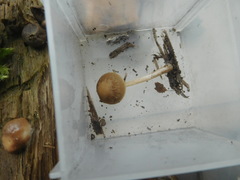 Psathyrella pseudovernalis