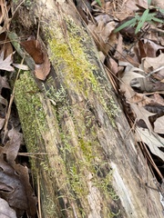 Sematophyllum adnatum