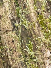 Sematophyllum adnatum