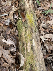 Sematophyllum adnatum