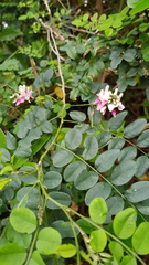 Indigofera jucunda