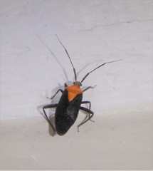 Taedia