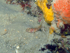 Vanneaugobius dollfusi