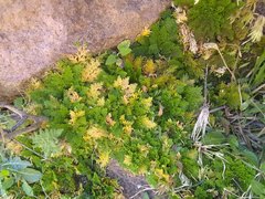Selaginella pallescens
