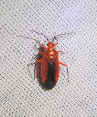 Coccobaphes frontifer