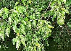 Strychnos panamensis