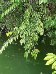 Strychnos panamensis