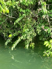 Strychnos panamensis