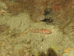 Vanneaugobius dollfusi