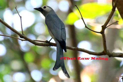 Ashy Drongo