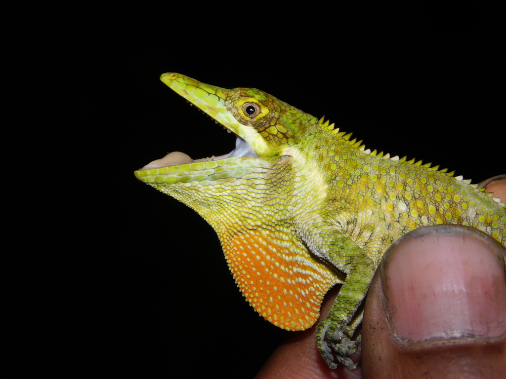 Quimbaya Anole