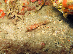 Vanneaugobius dollfusi