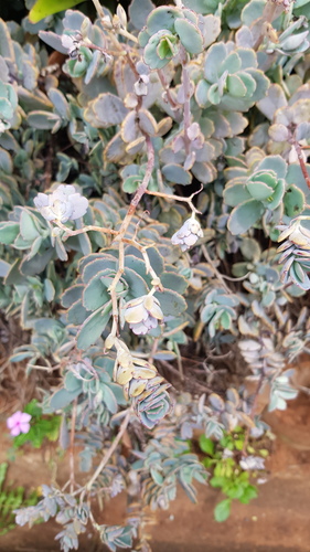 Kalanchoe fedtschenkoi