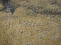 Favonigobius