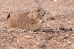 Cynomys ludovicianus