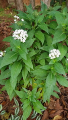 Pentas
